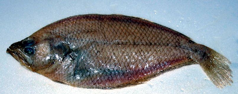 Citharus linguatula_07